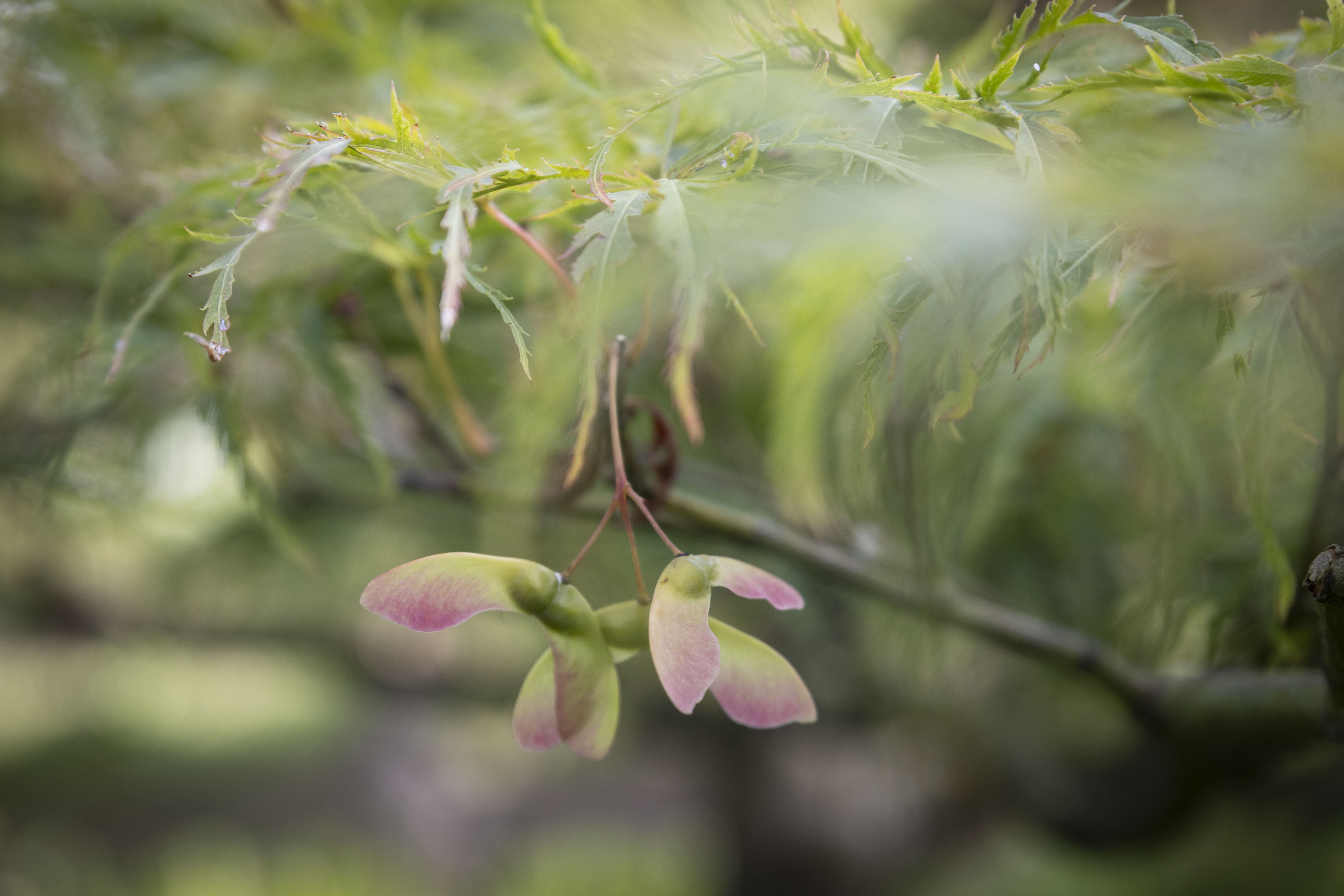 Acer palmatum 'Dissectum' Bonsai 